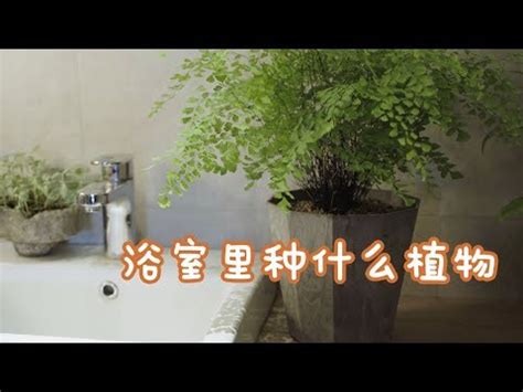 廁所植栽|【廁所 植物】在廁所種植植物：8種耐陰好養盆栽打造。